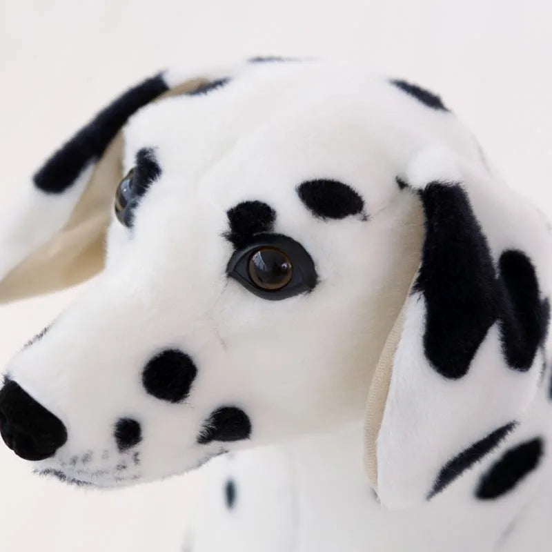 Dalmatian teddy