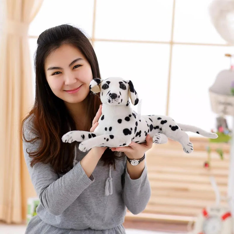 Dalmatian teddy