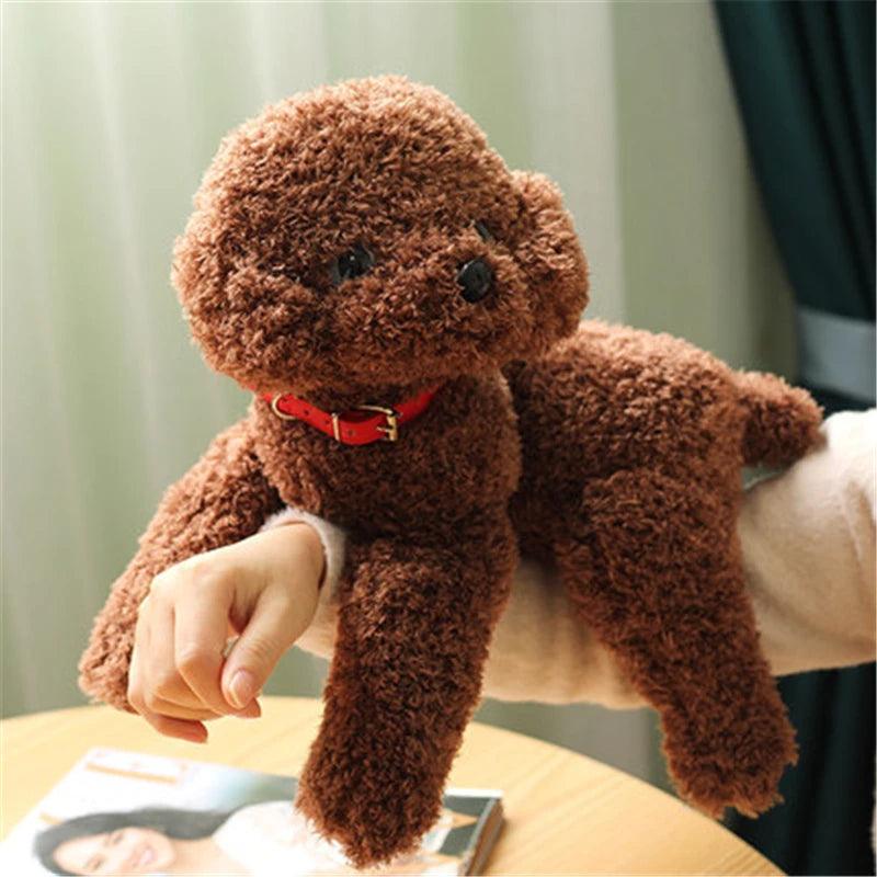 Teddy bear cut cockapoo