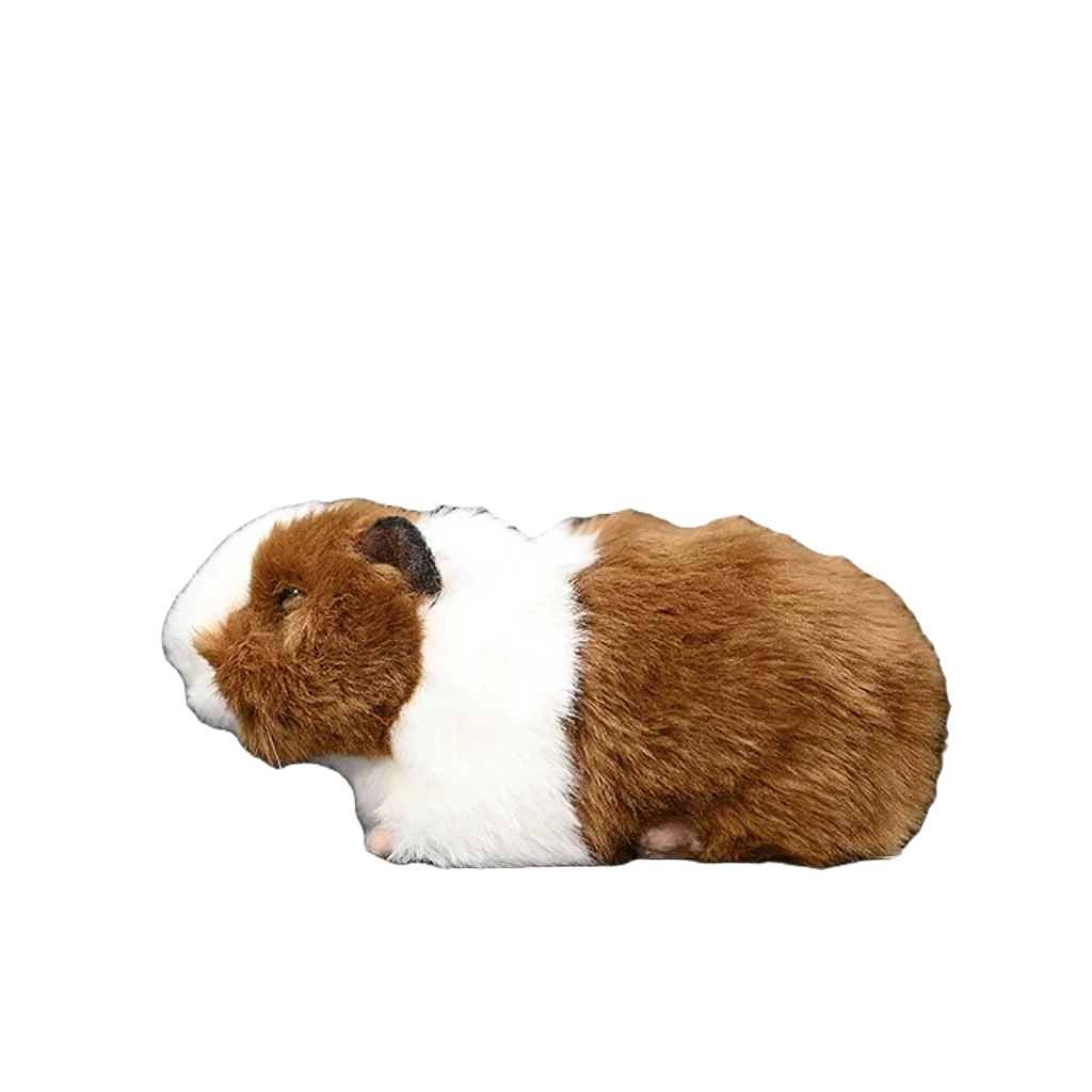 Guinea pig teddy