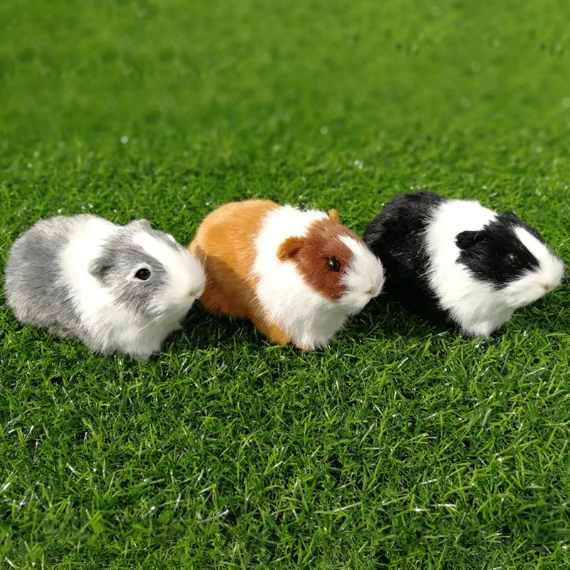 Teddy bear guinea pigs