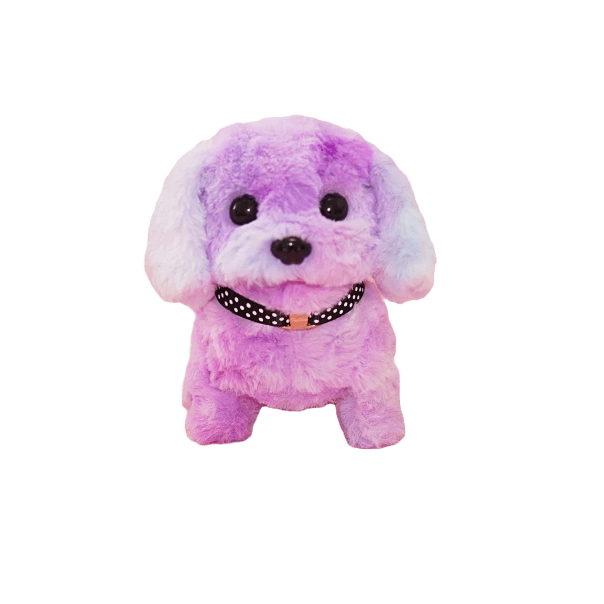 Poodle teddy bear cut