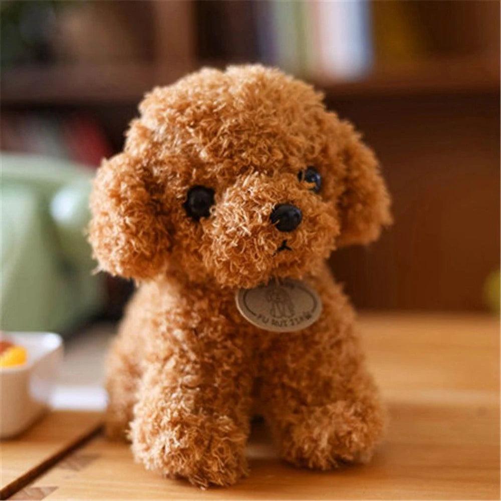 Teddy bear cut on cockapoo