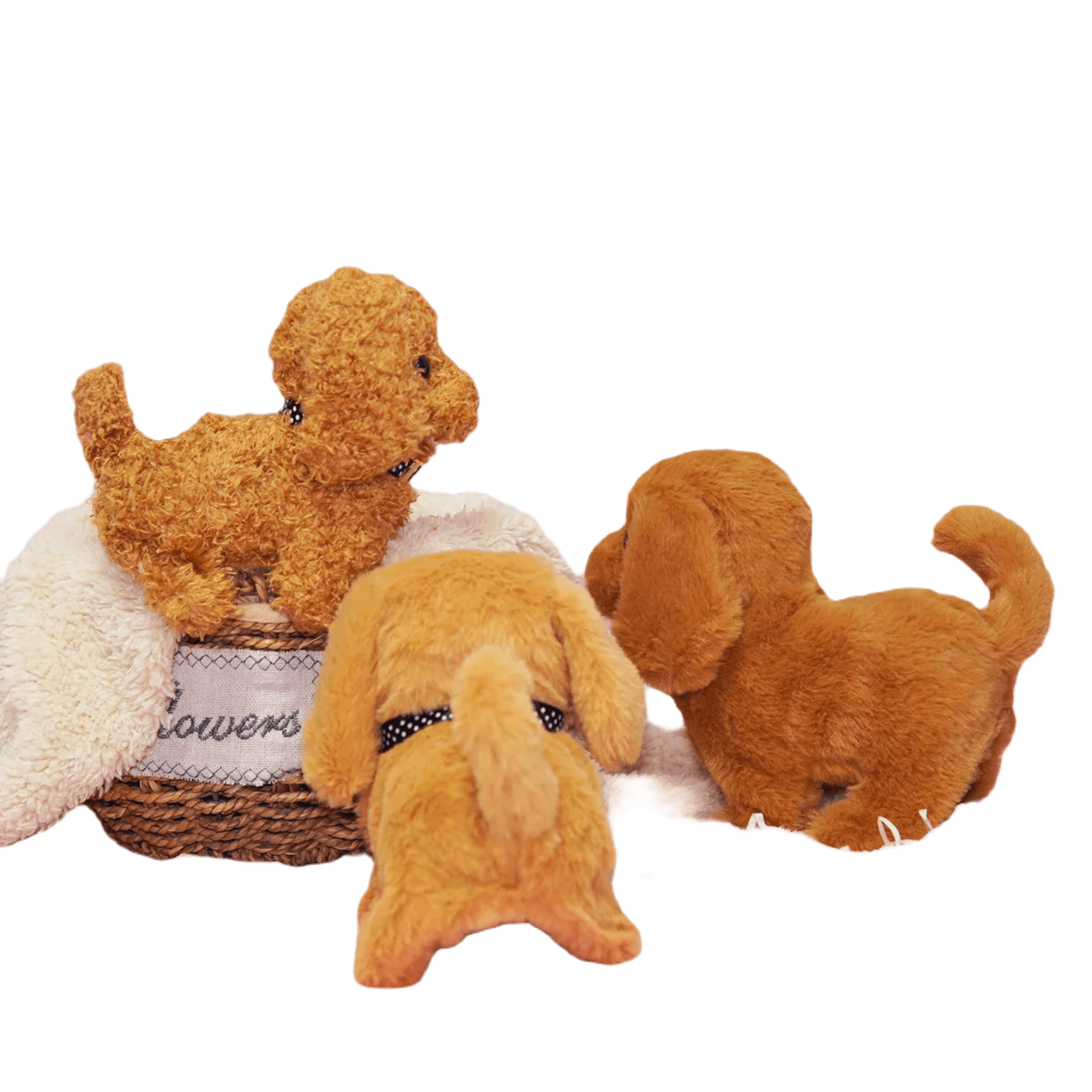 Teddy bear puppies for sale