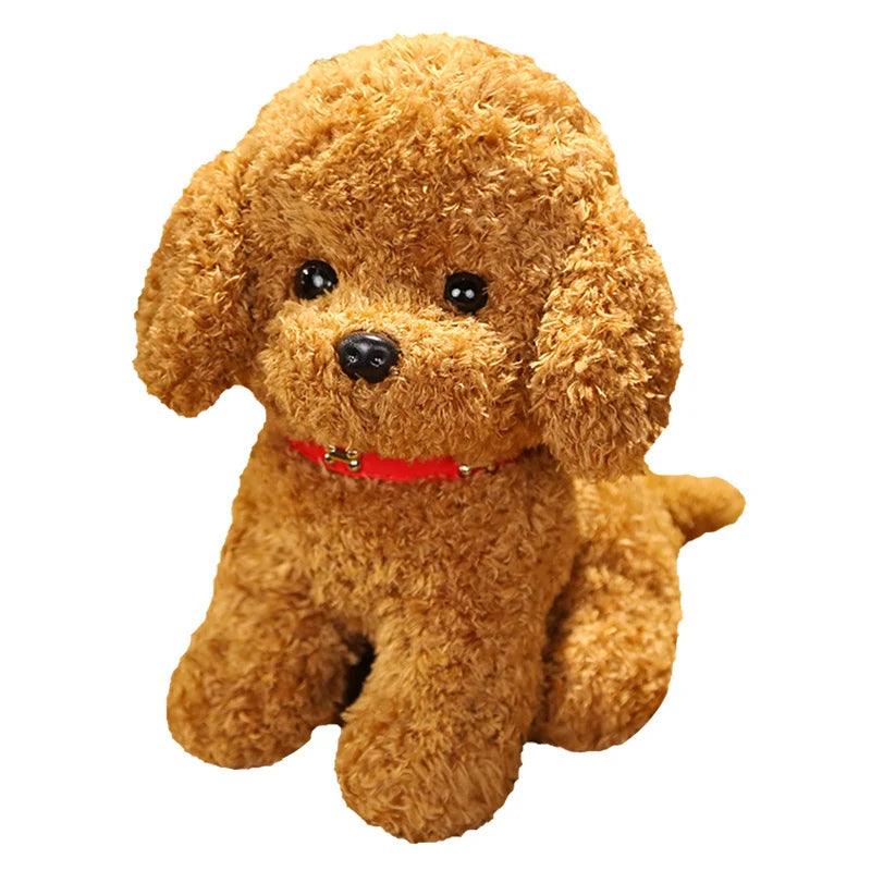 Teddy bear dog