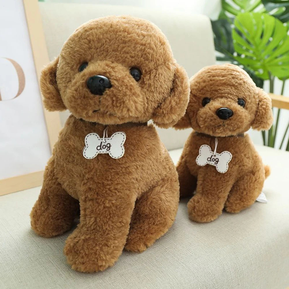 Buy teddy bear dog