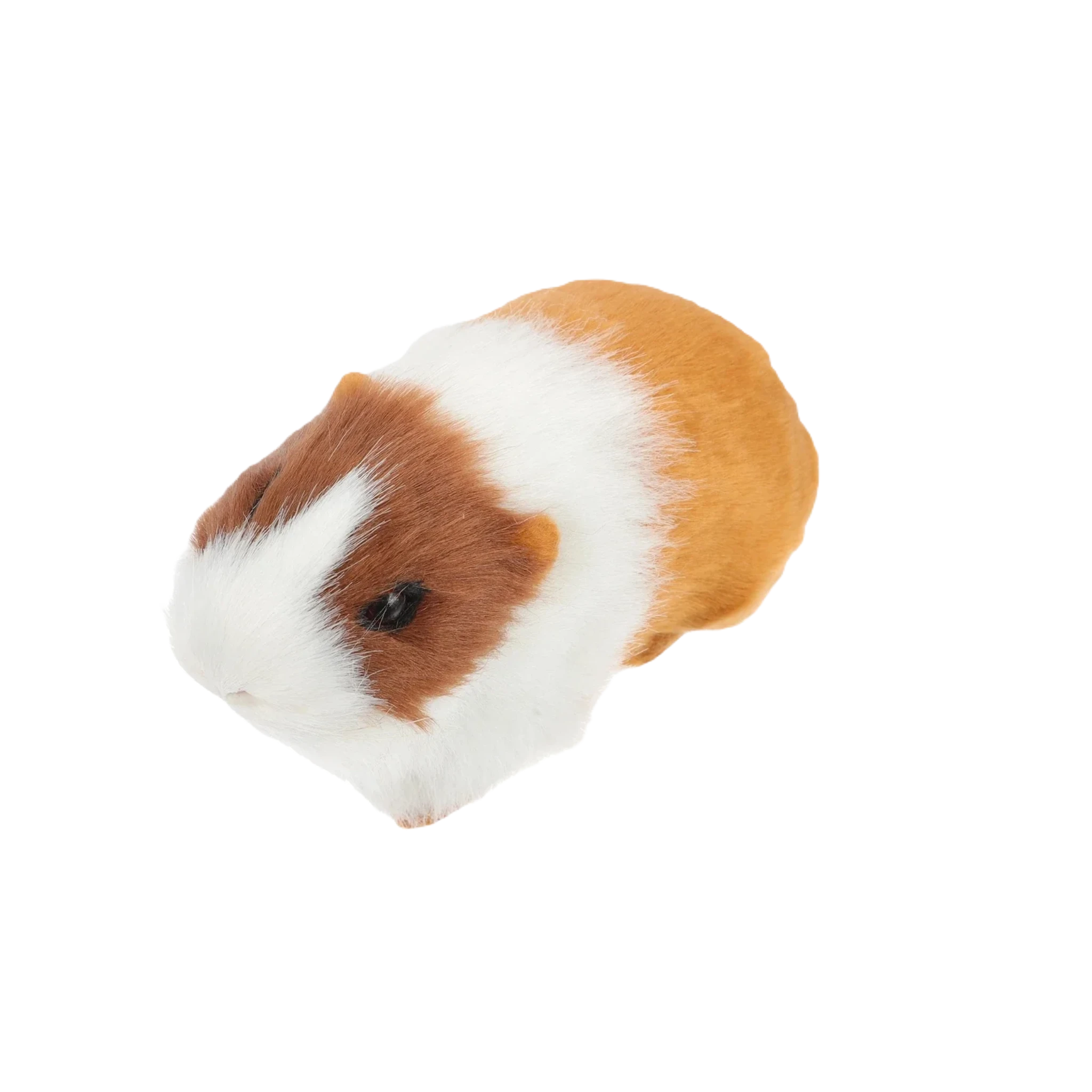 Teddy bear guinea pigs