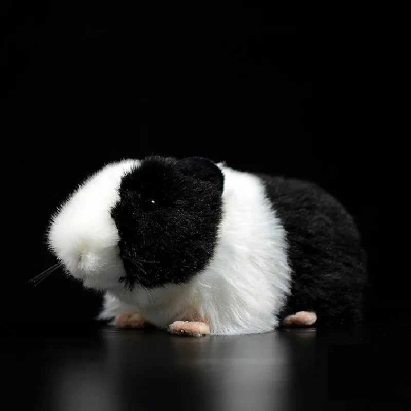 Guinea pig teddy