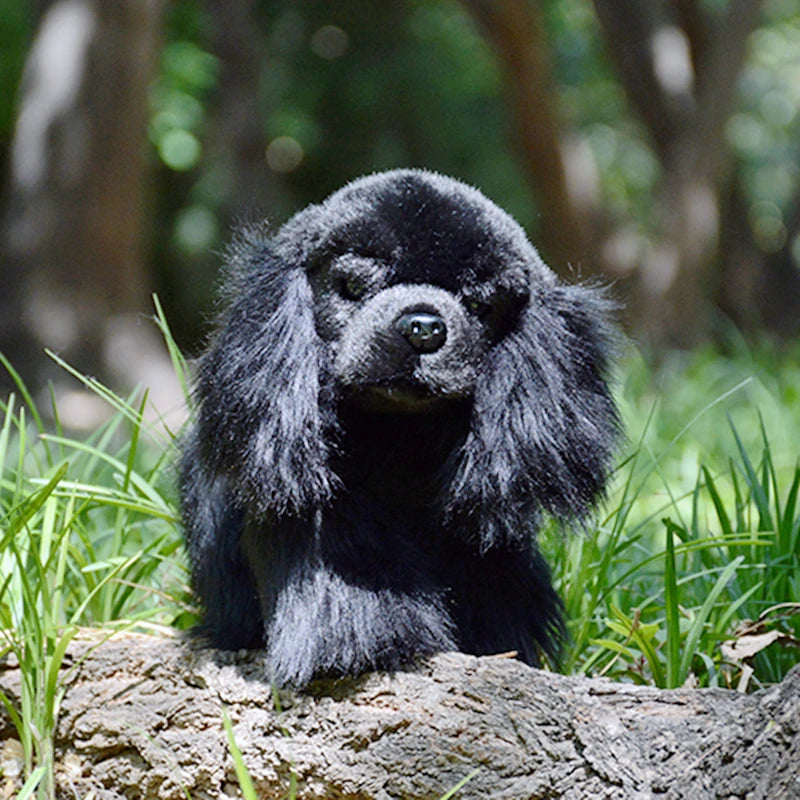 Cavalier king charles teddy