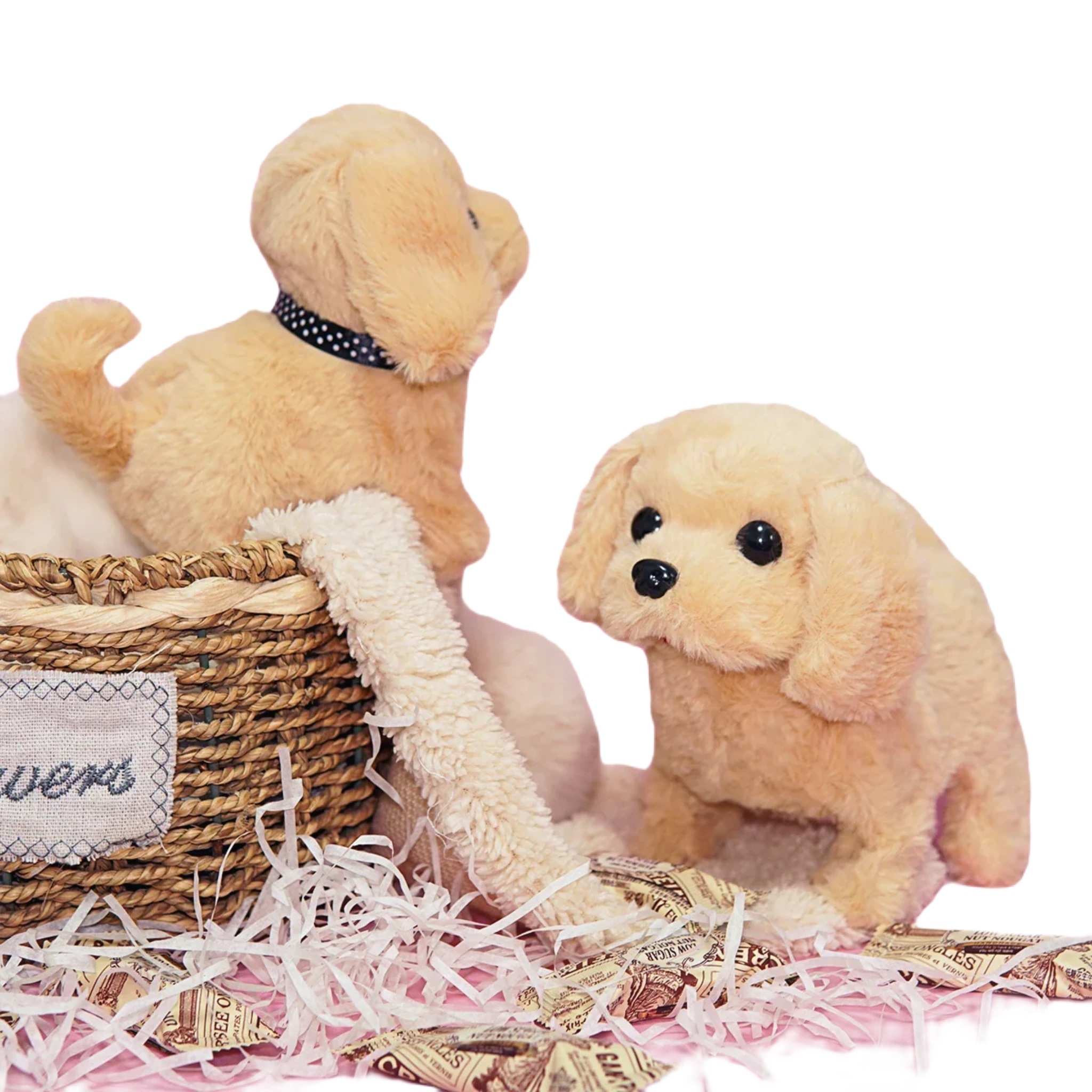 Cockapoo teddy bear