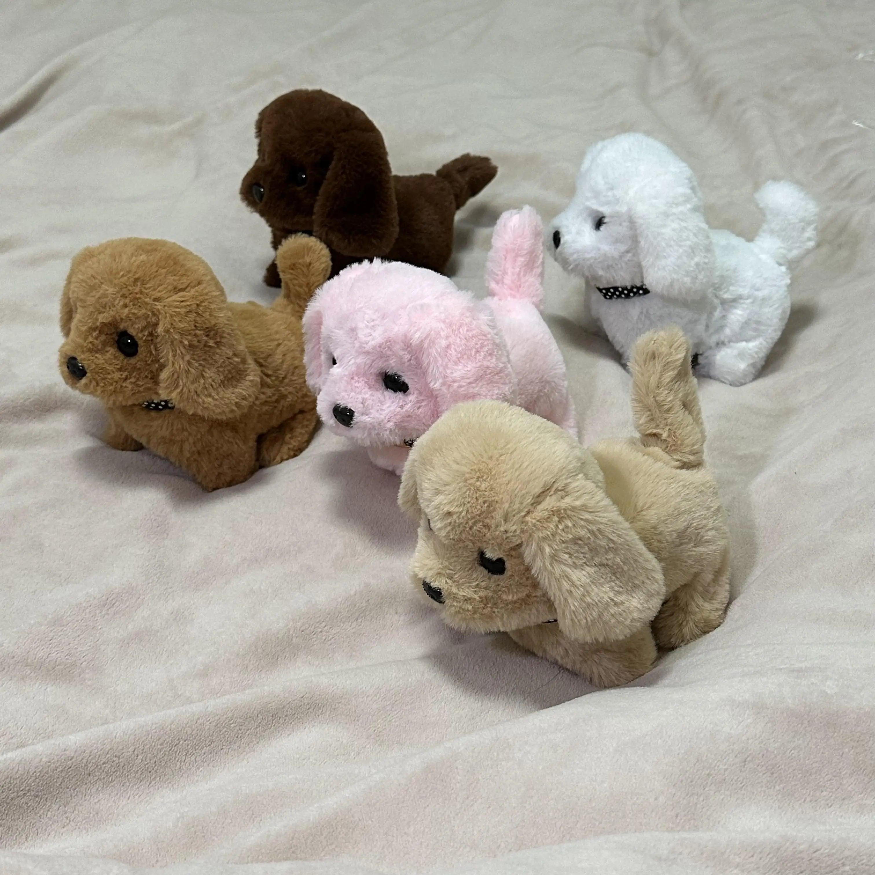 Teddy bear dog puppies for sale