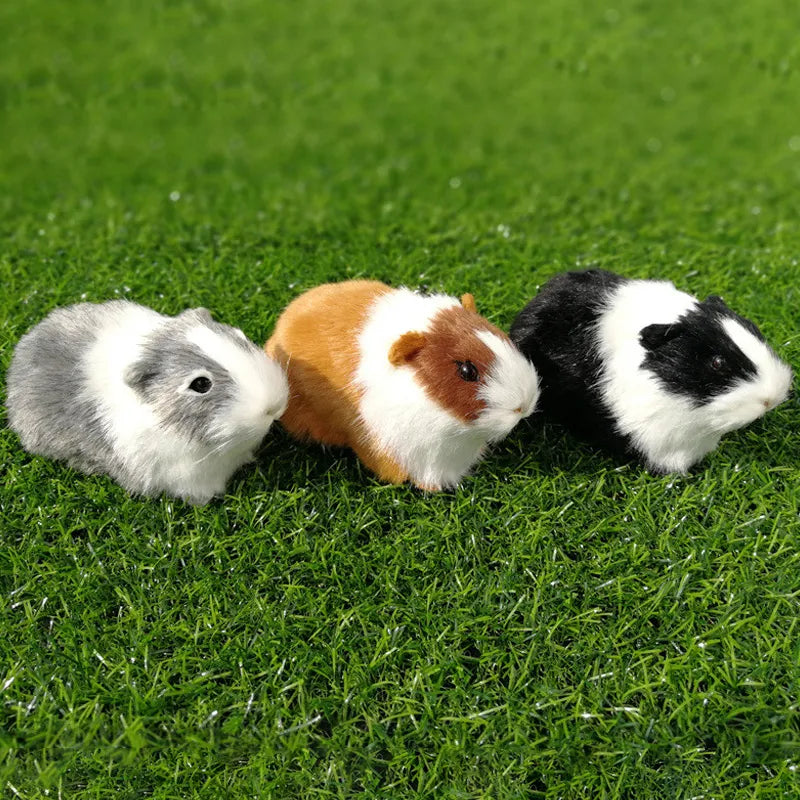 Teddy bear guinea pig