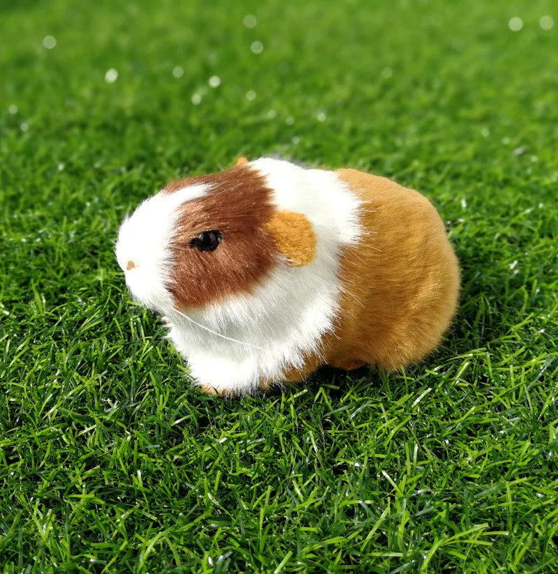 Teddy bear guinea pig