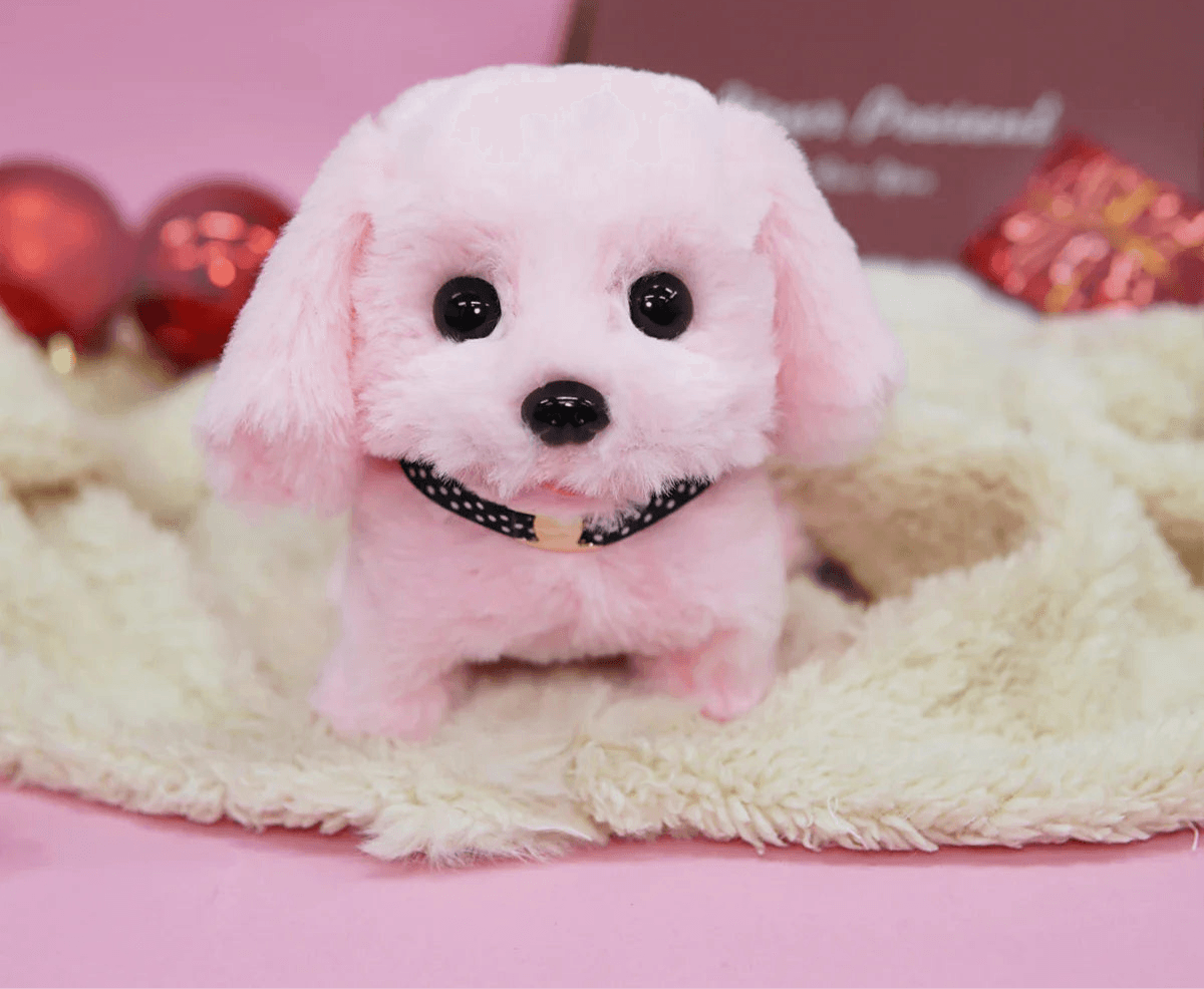 Teddy bear dog price