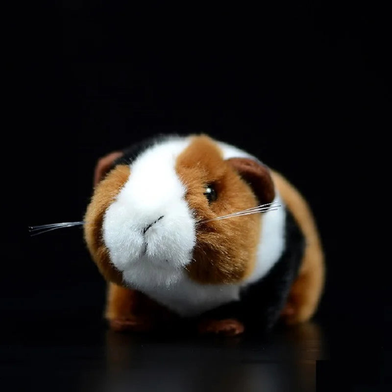 Guinea pig teddy