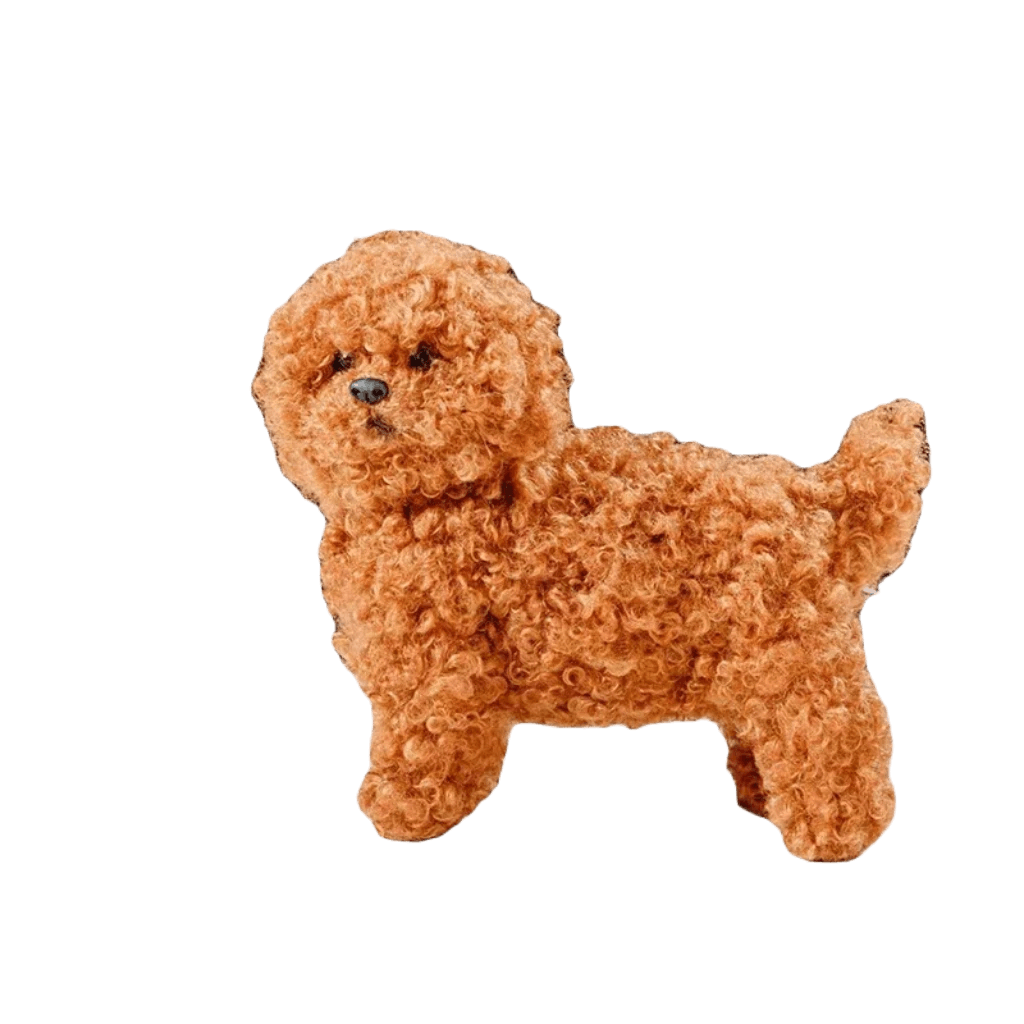 Poodle with a teddy bear cut