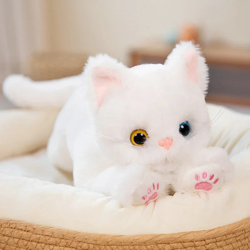 Cat teddy