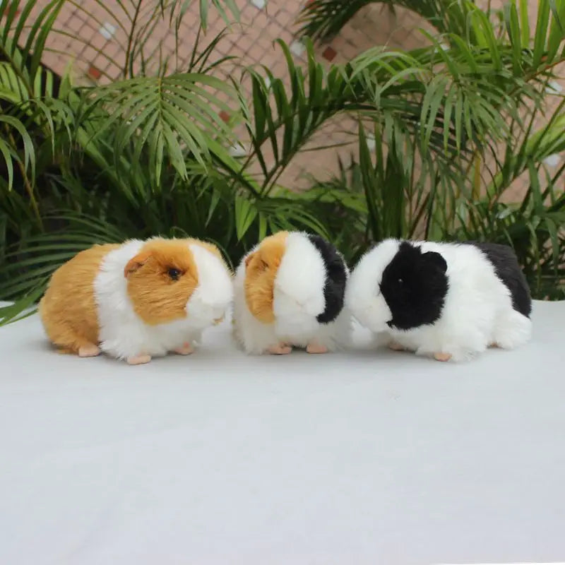 Guinea pig teddy