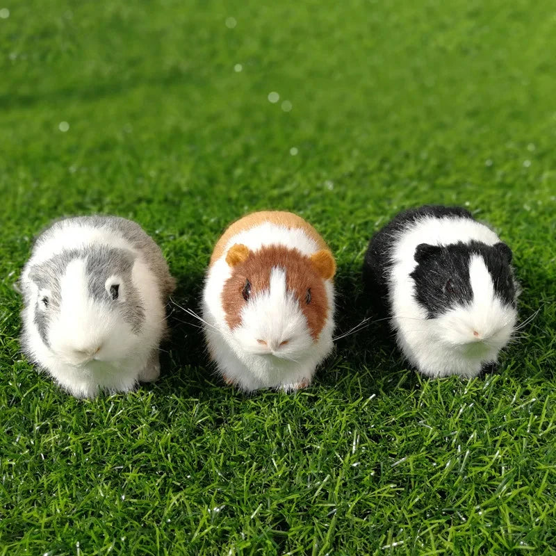 Teddy bear guinea pigs