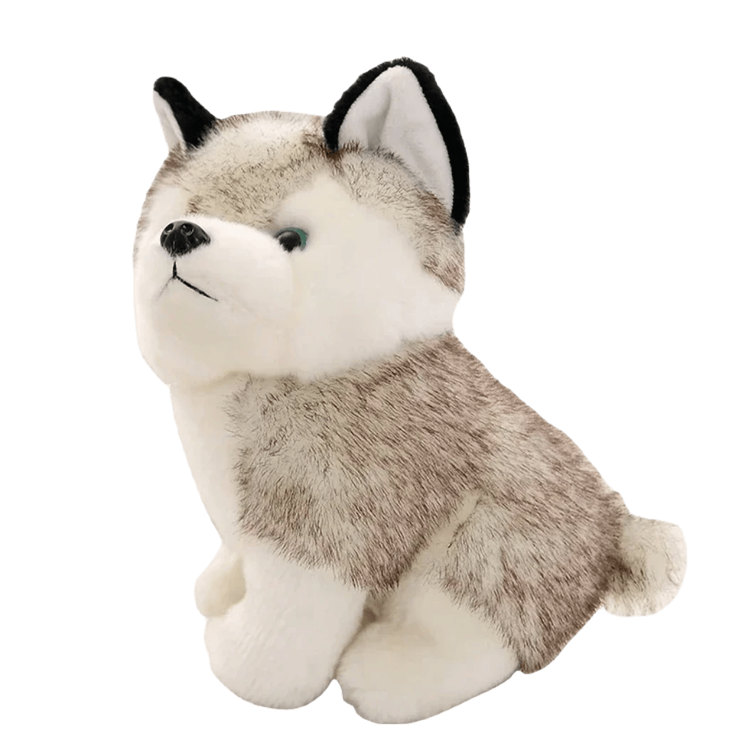Giant husky teddy