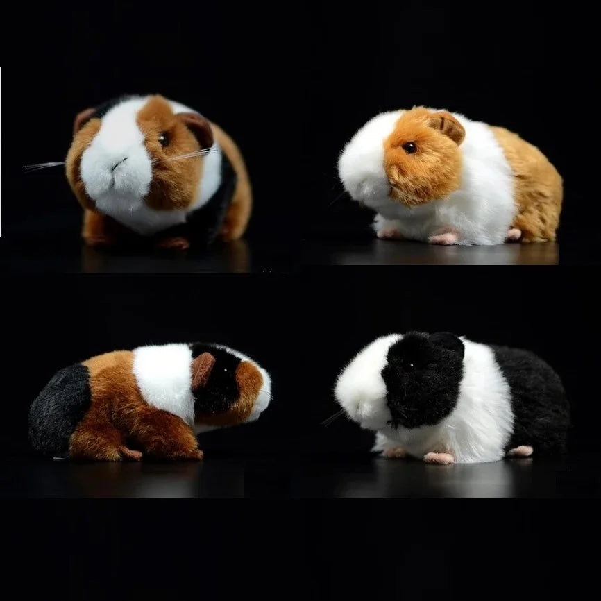 Guinea pig teddy