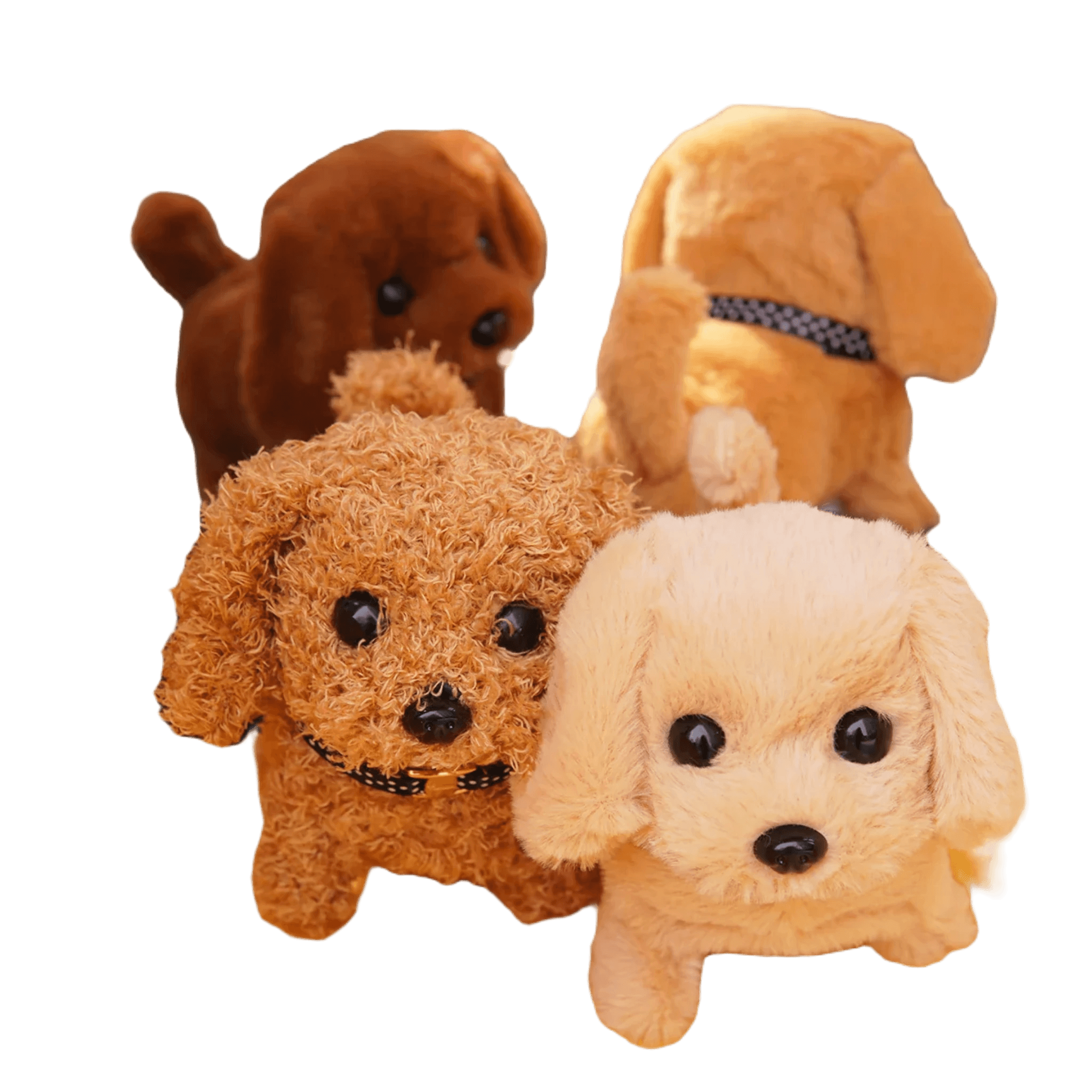 Teddy bear puppies for sale