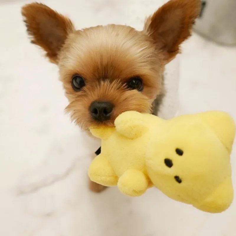 Small teddy bear dog