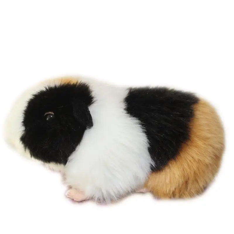 Guinea pig teddy