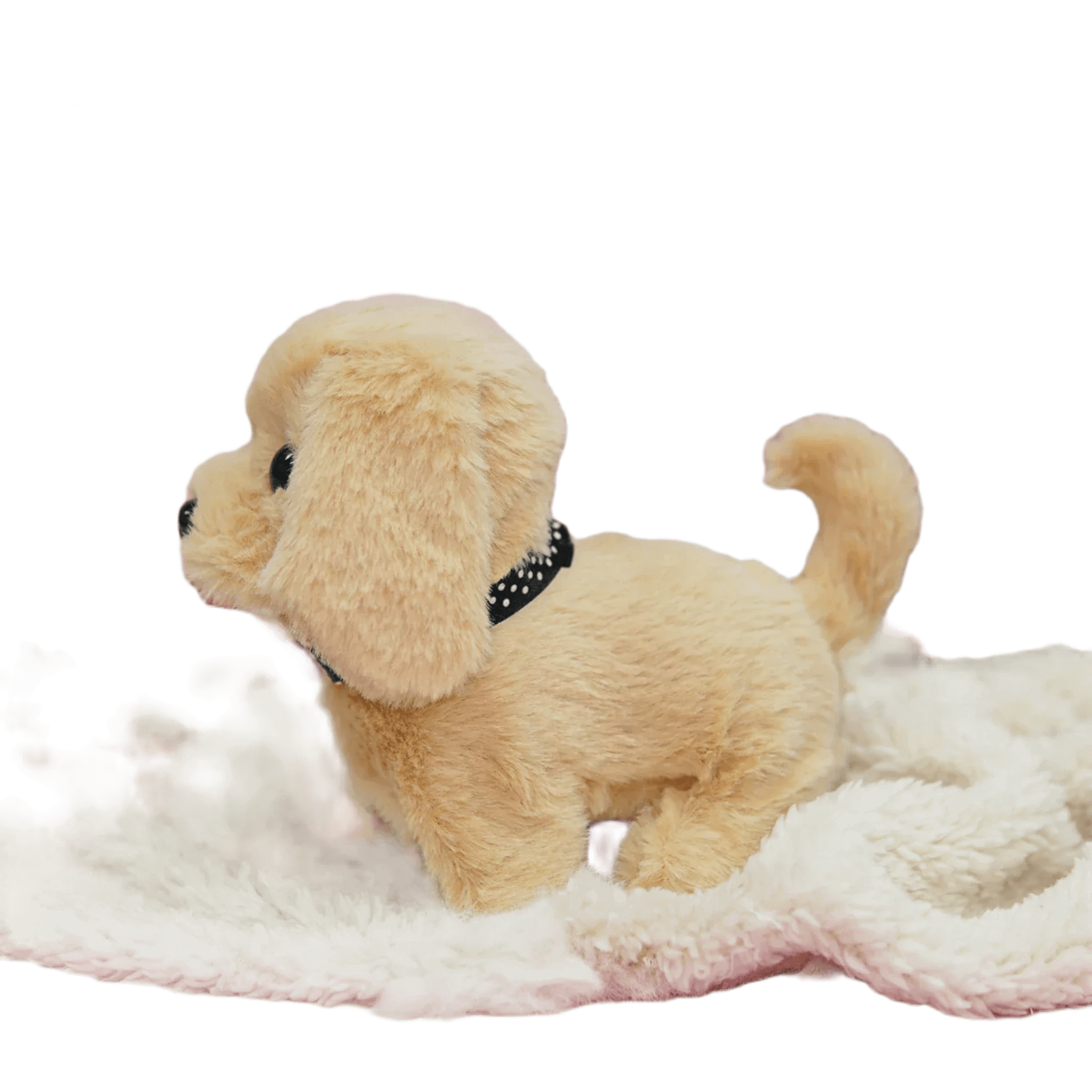 Teddy bear dog price