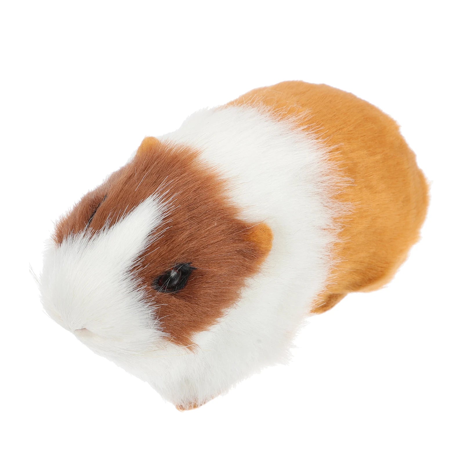 Teddy bear guinea pig