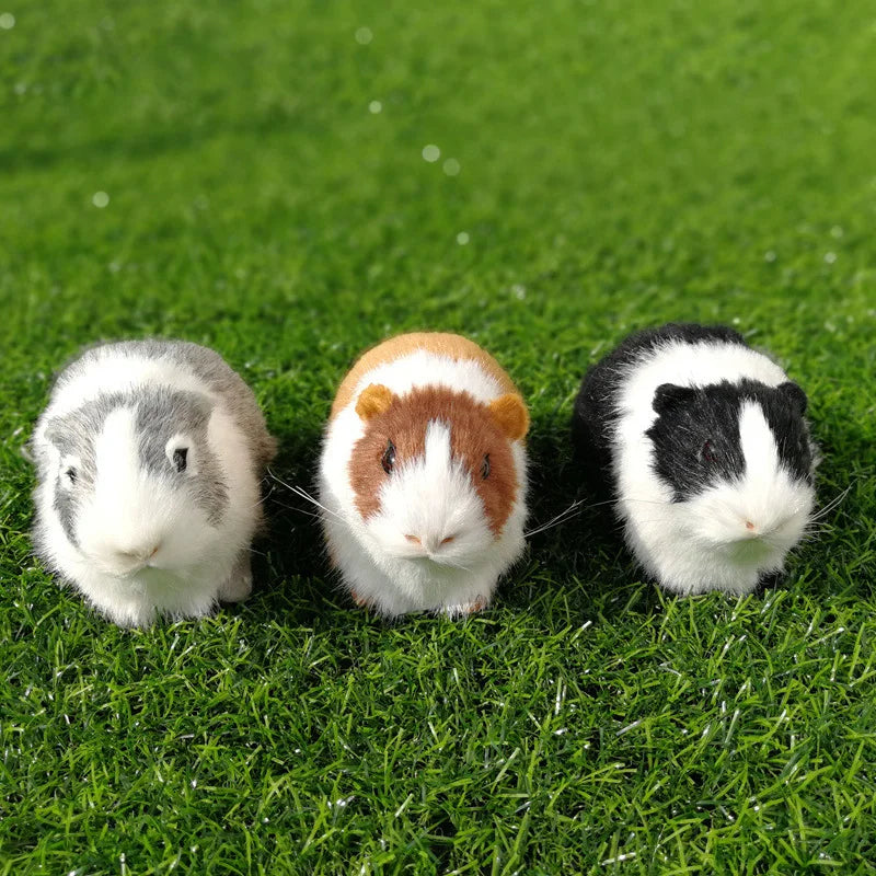 Teddy bear guinea pig