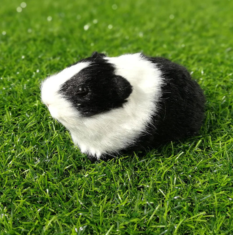 Teddy bear guinea pig