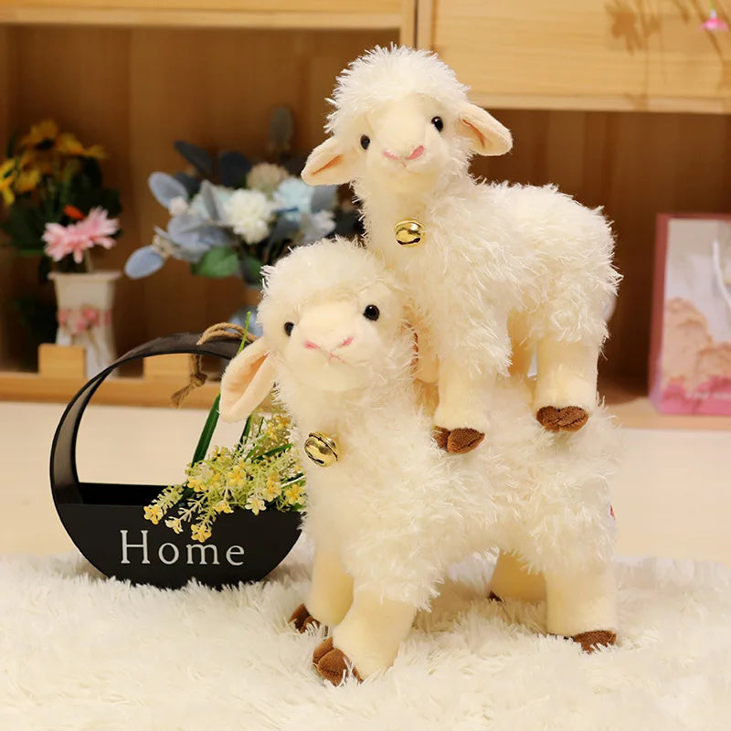 Lamb teddy