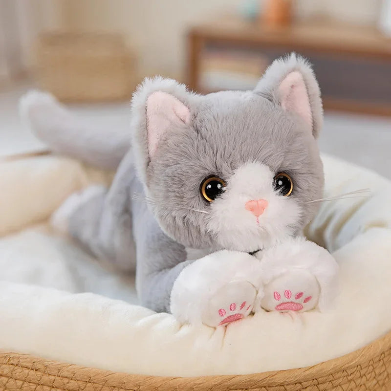 Cat teddy