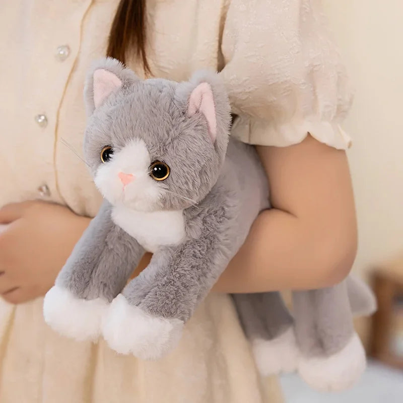 Cat teddy