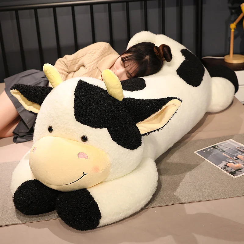 Teddy cow