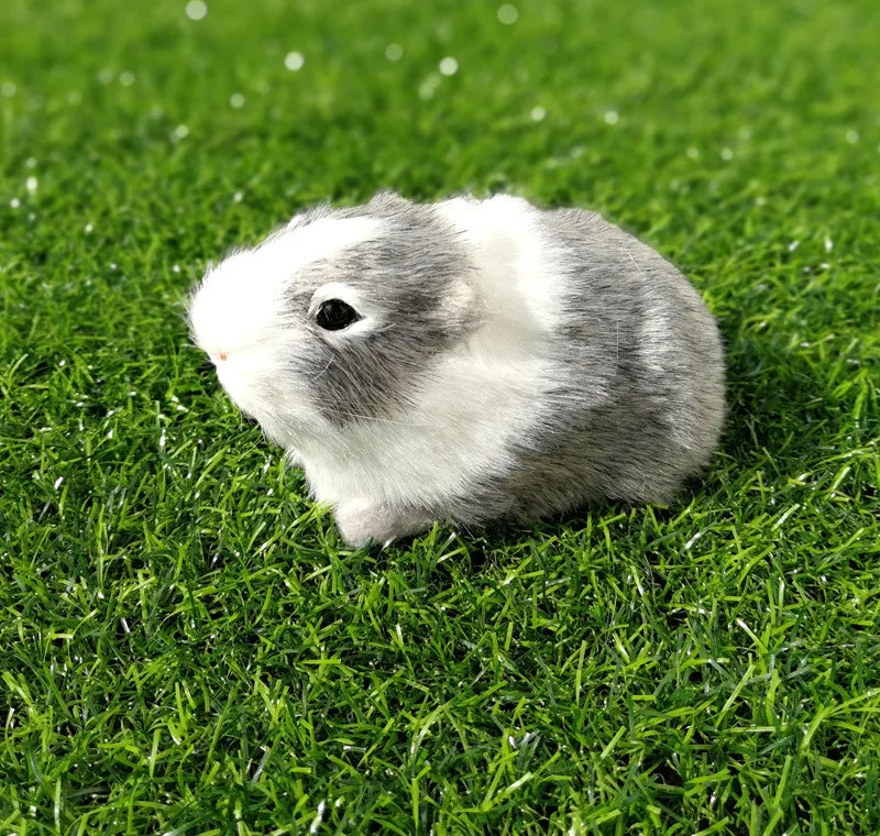 Teddy bear guinea pig