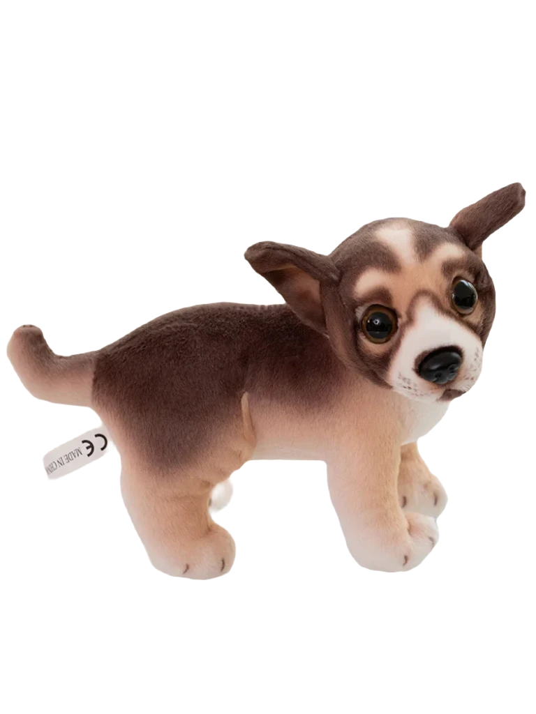 Chihuahua teddy