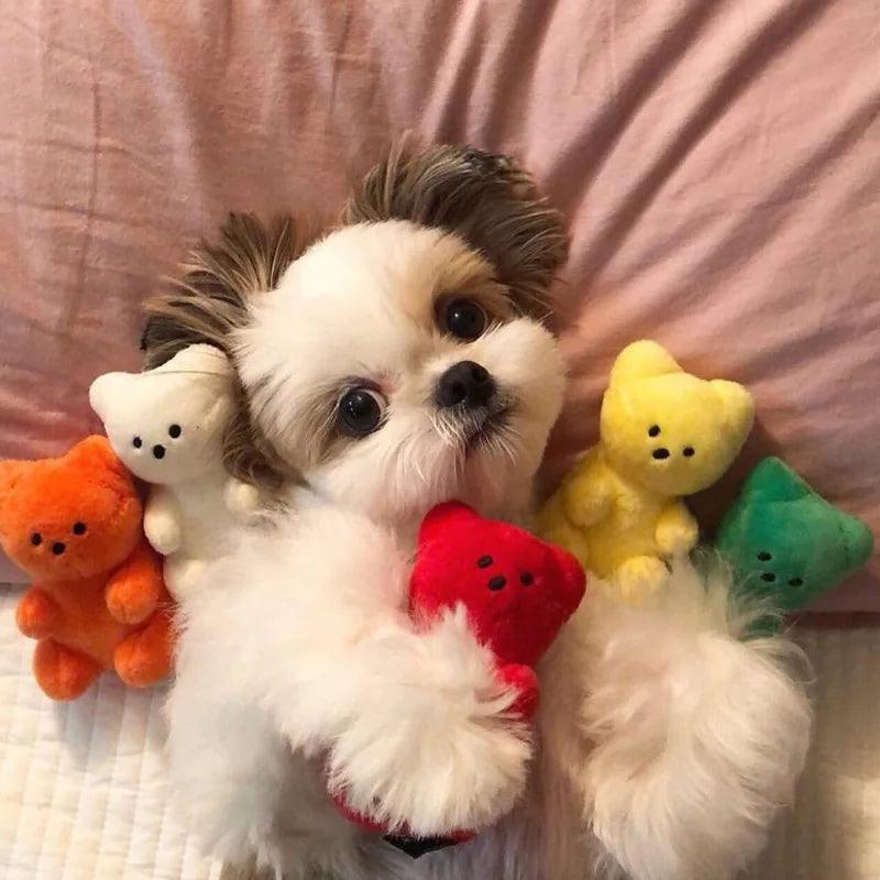 Small teddy bear dog