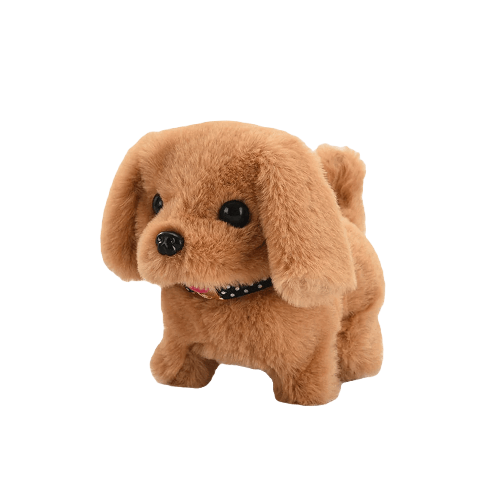 Shih tzu teddy bear cut