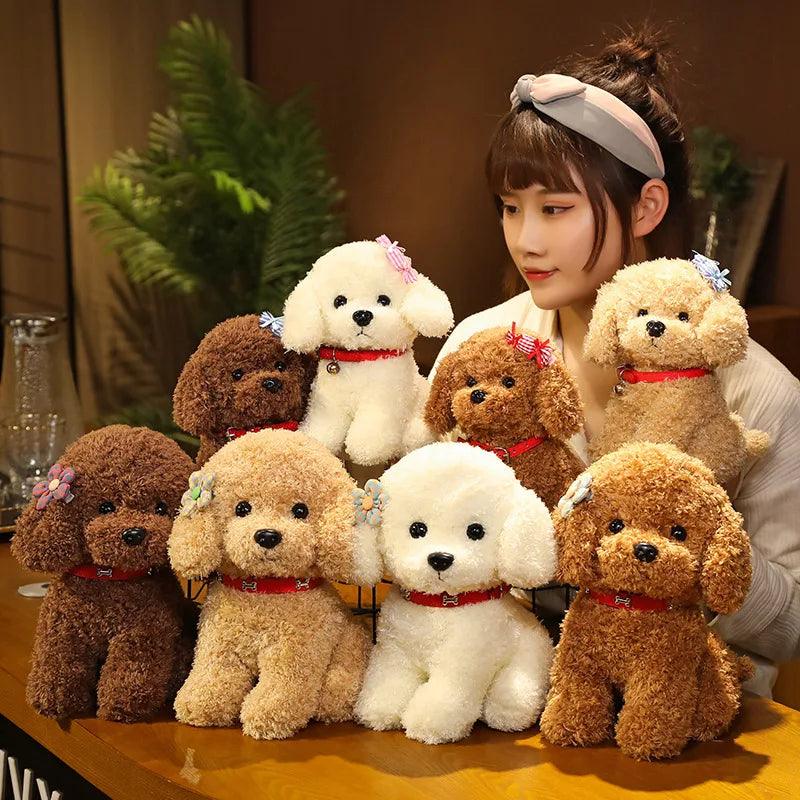 Teddy bear poodle